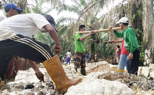 Harga Bahan Olahan Karet Rakyat di Riau Pekan Ini Stabil